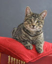 Leevi poseeraa