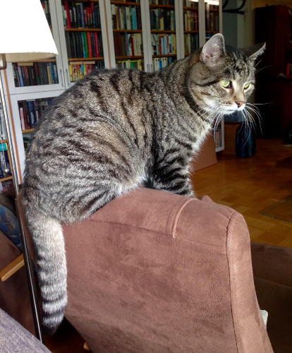 Leevi
