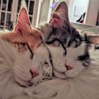 Lemmy ja Leko 11/2025