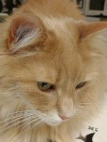 Maija 04/2020