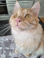 Milo 04/2025