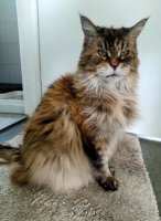 Mimosa 05/2025