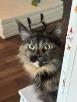 Minni 6/2025