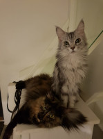 Minni ja Tuisku 11.2.2020
