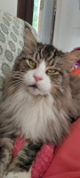 Nalle 25.5.2025