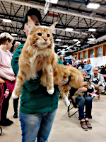 Suffeli 20.9.2025 PIROK 50 