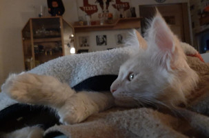 Onni 9.2.2021