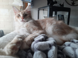 Onni 16.3.2021