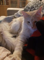 Onni 17.4.2021
