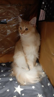 Onni 12/2021