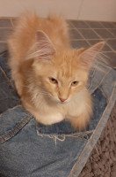 Onni 19.3.2021