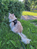 Onni 06/2022