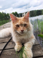 Onni 06/2021