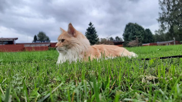 Onni 8/2021