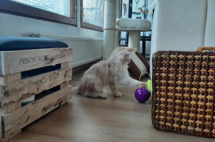 Onni 28.2.2021