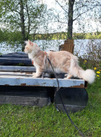 Onni 29.5.2021