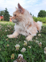 Onni 06/2021