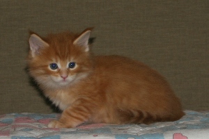 Pete
