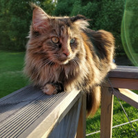 Piuks 9.8.2019