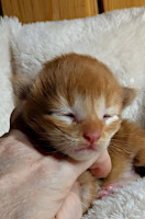 Dumle viikon/ one week