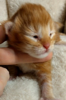Suffeli viikon/ one week