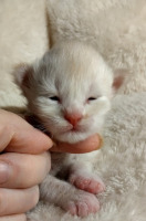 Patkis viikon/ one week