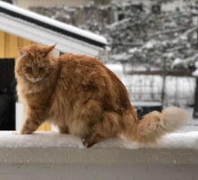 Risto 12/2019