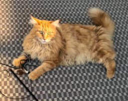 Risto 7.8.2019