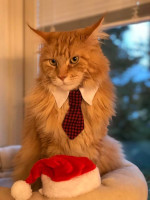 Risto 12/2019