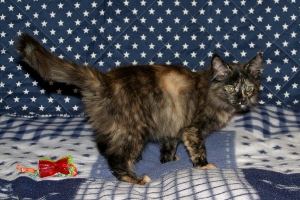 Ronja
