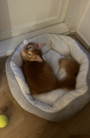 Simba 05/2025 