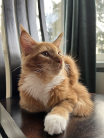 Simba 05/2025 