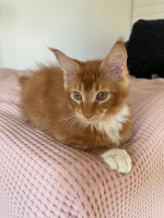 Simba 15.4.2025 