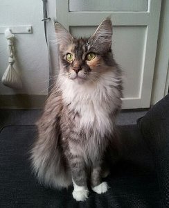 Sissi 07 2014