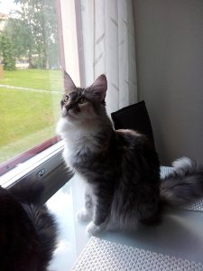 Sissi 06 2013