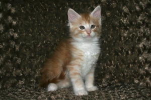 Sauli