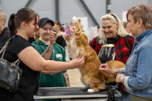 Suffeli 20.9.2025 Pauli Araneva/PIROK 50 