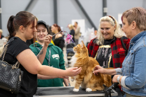 Suffeli 20.9.2025 Pauli Araneva/PIROK 50 