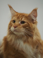 Suffeli 20.9.2025 Sirpa Saari/PIROK 50 