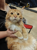 Suffeli 20.9.2025 PIROK 50 