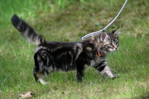 Taavi