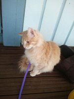 Toffee