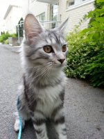 Tuisku 06/2014