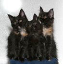 Cleo, Celia ja Sissi 11 vkoa