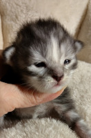 Kismet viikon/ one week