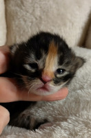 Fazerina viikon/ one week