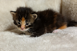 Fazerina 2,1 vkoa/weeks
