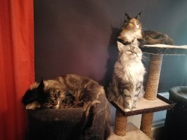 Selina 09-2019
