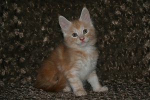 Willy