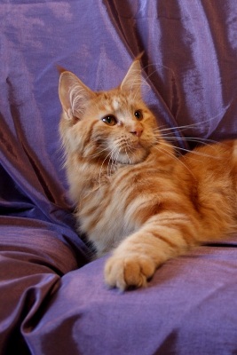 Wilma